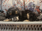 Disco_White 5 wks