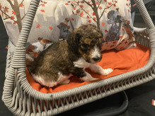 Motown_Red 4wks