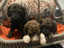 The Boys 4 wks
