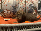 Techno_Orange 4 wks