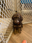 Techno_Orange 6 wks