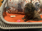 Rhythm_Pink 4 wks