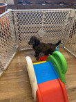 Jazz_Pink 6 wks