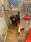 Techno_Orange 6 wks