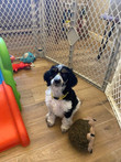 Country/Yellow 6 wks