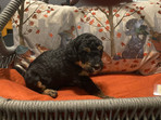 Disco_White 4 wks