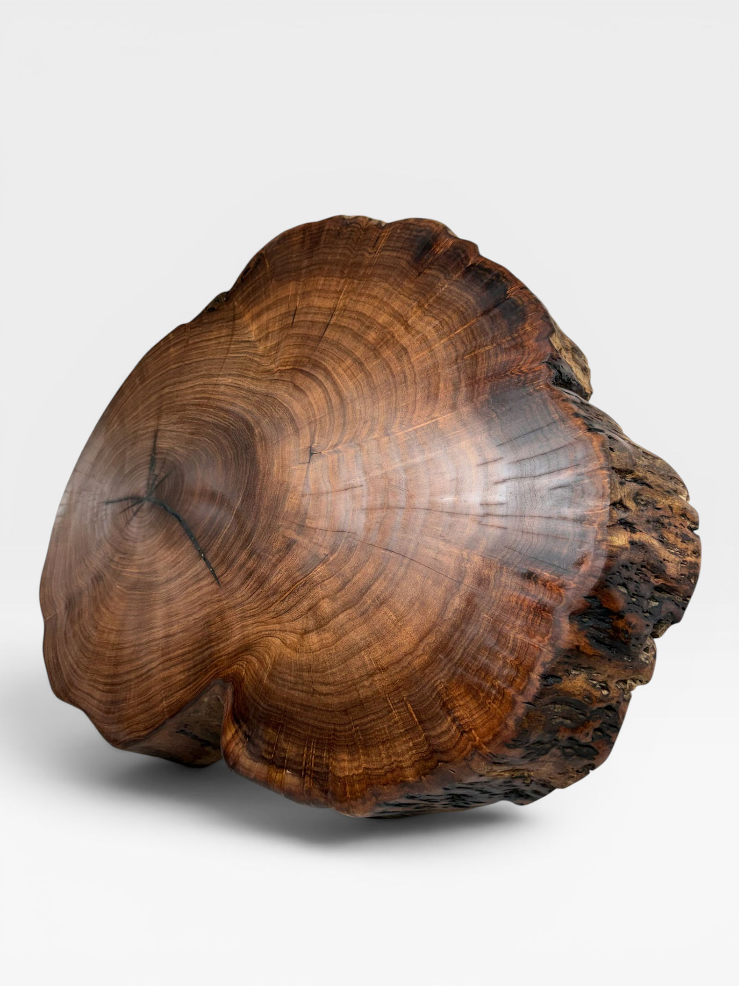 24” Stump  Block 4” thick Mesquite Burl lifetime guarantee 