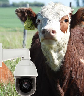 A cow with a pan tilt zoom camera in front