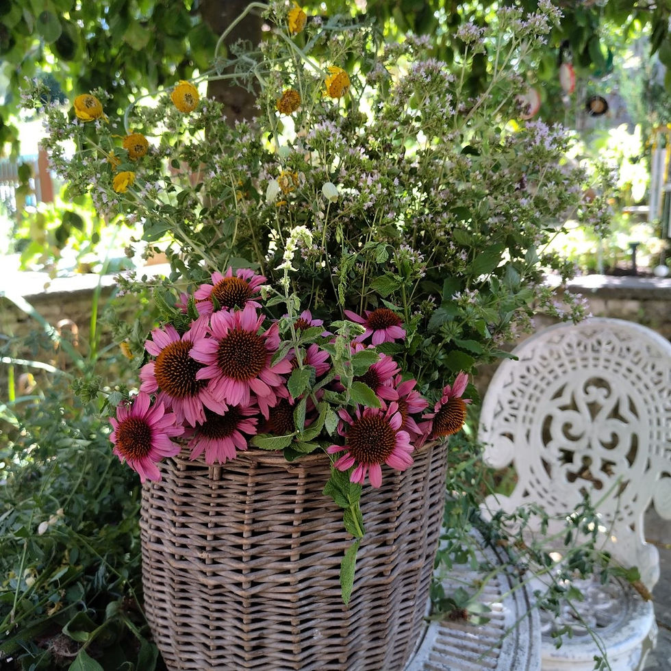 Großer Blumenstrauß mit pinken Sonnenhüten im Weidenkorb im Garten, dazu gelbe und fliederfarbene Blüten, weiße Stuhllehne.