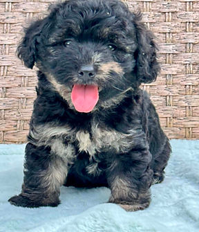 mini chowdoodle black Merle m.jpg