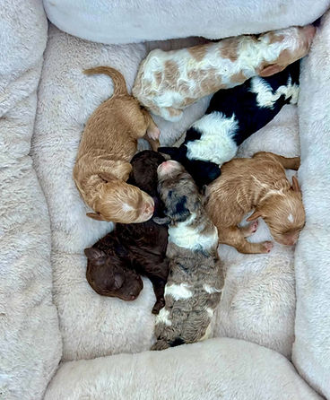 mini cockapoo litter.jpg