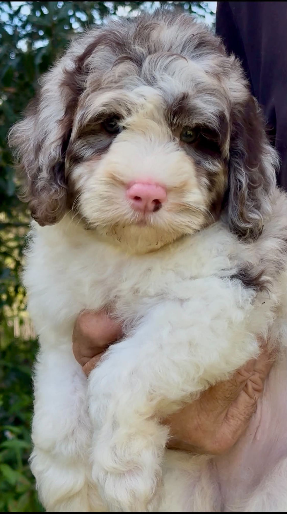 cockapoo chocolate merle parti 5