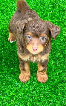 mini aussiedoodle chocolate phantom 2.jpg