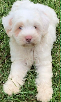 mini cowdoodle white parti f.jpg