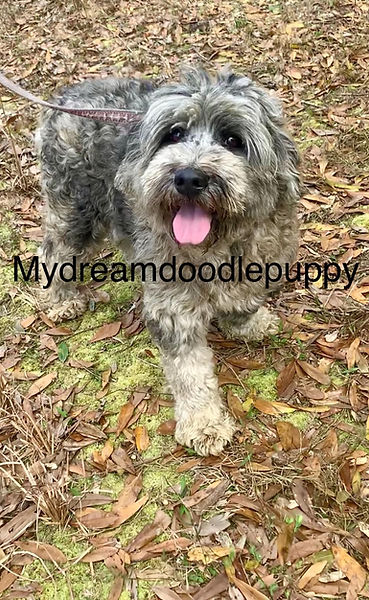 Teddy mini Chowdoodle.jpg