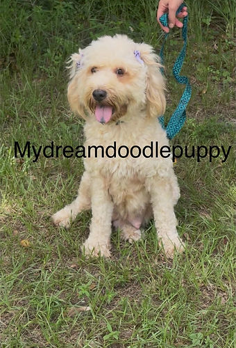 ivory mini chowdoodle.jpg