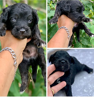 black and tan male.jpg