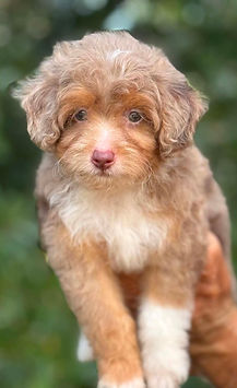 chocolate merle male mini aussiedoodle.jpg