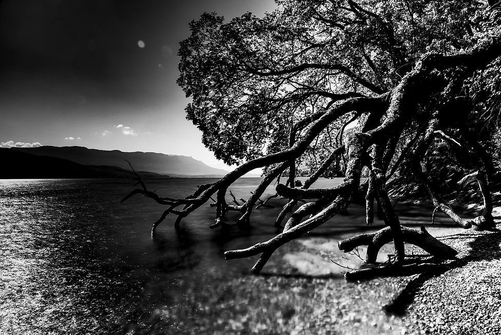 Arbre dans l'eau du lac du Bourget, symbole de renouveau, noir et blanc