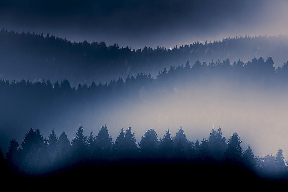 Cimes d'arbres émergeant d'une brume bleutée sur le plateau du Revard, Massif des Bauges