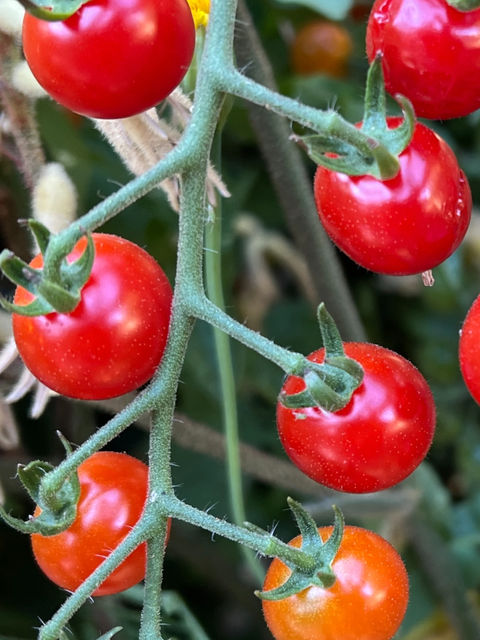CHERRY TOMATOES FROM JENNY'S GARDEN