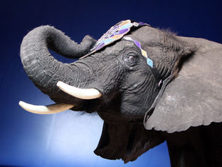 How Do You Eat an Elephant?