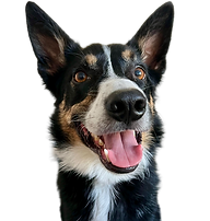 Safe and happy Dogs on their Pet Sitting in Huddersfield