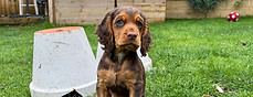 Puppy Pop-ins Huddersfield