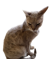 Cat Pop-ins in Huddersfield