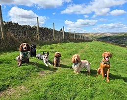 doggydaycare