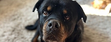 Safe and happy dog on their Pet Sitting in Huddersfield