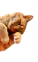 Safe and happy cat on their Pet Sitting in Huddersfield