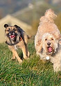 Happy Dogs at Daycare in Huddersfield
