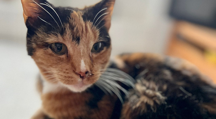 Cat Pop-ins in Huddersfield