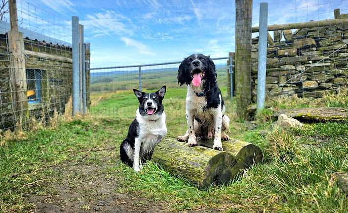Happy secure and safe dogs at daycare in huddersfield