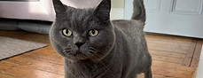 Cat Pop-ins in Huddersfield