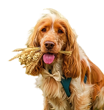 Small white dog in a bow tie sitting on grass at a wedding ceremony in Huddersfield
