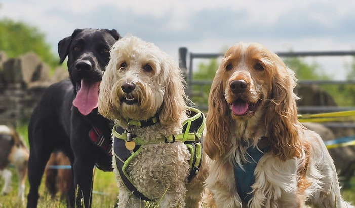 Happy Dogs at Daycare in Huddersfield