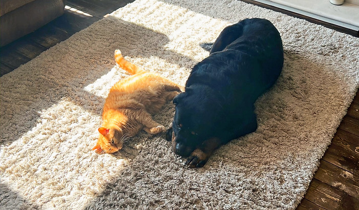 Happy Pets on their Pet Sitting in Huddersfield