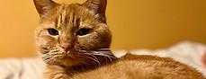 Safe and happy cat on their Pet Sitting in Huddersfield