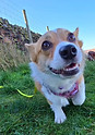 Happy Dogs at Daycare in Huddersfield