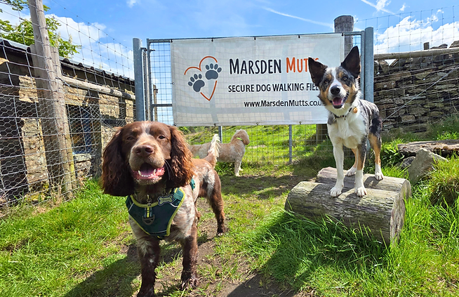 Bruno and Thea enjoying daycare in huddersfield