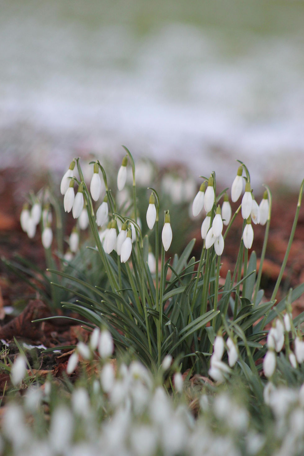 White Snowdrops Blooming in Early Spring Garden by Dominik Rheinheimer