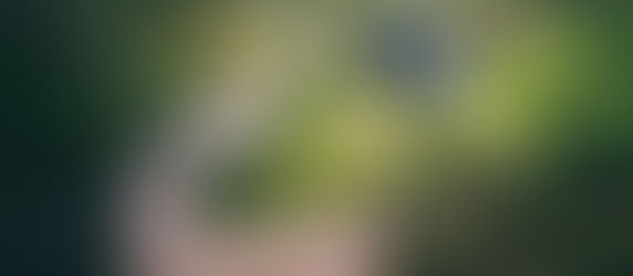 Photo : oiseau qui s'approche d'une main tendue