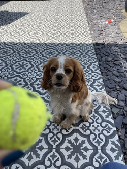 Image 22
