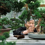 Trimming Bonsai Tree_edited.jpg