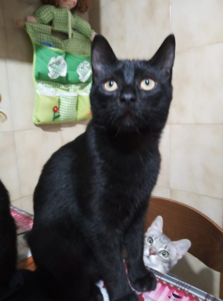 Massimo
