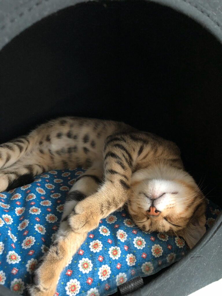 Gino