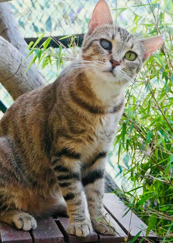Tigrina