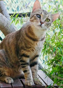 Tigrina